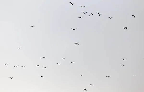 Una bandada de gaviotas en el cielo al atardecer — Foto de Stock