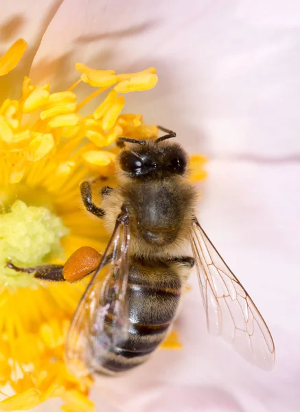 Ape su un fiore. macro — Foto Stock