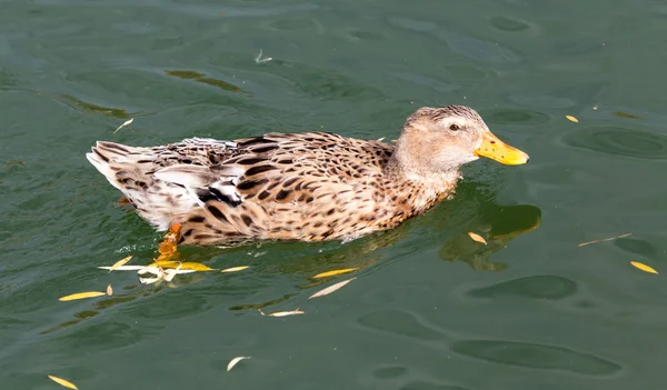 Anatra sul lago in autunno — Foto Stock