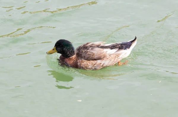 Kachna na podzim na jezeře — Stock fotografie