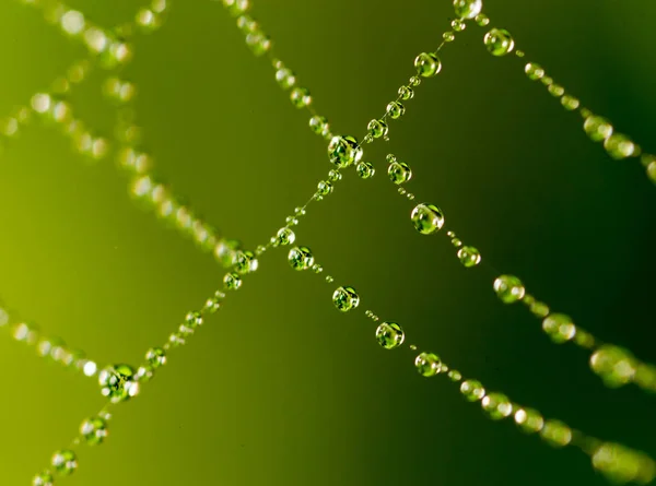 Wassertropfen auf einem Spinnennetz in der Natur — Stockfoto