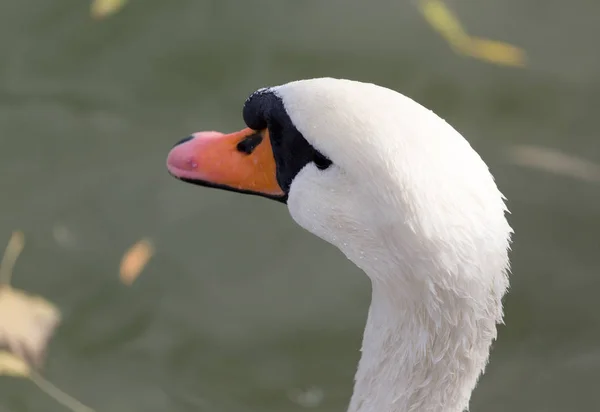 Cisne branco no lago no outono — Fotografia de Stock