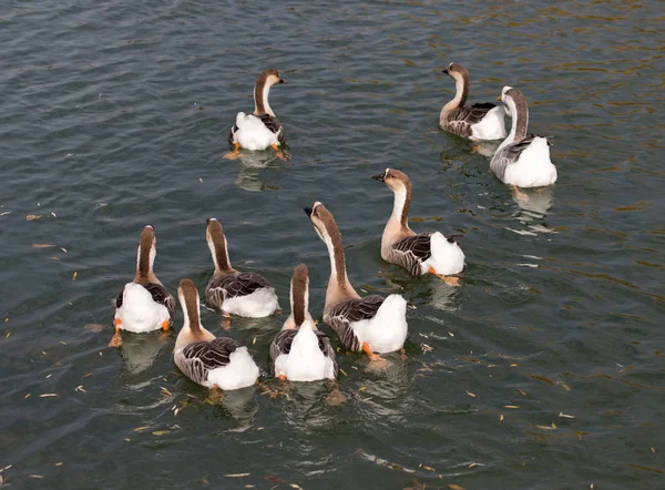 Una bandada de patos en el lago en otoño — Foto de Stock