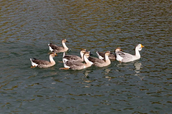 Um bando de patos no lago no outono — Fotografia de Stock