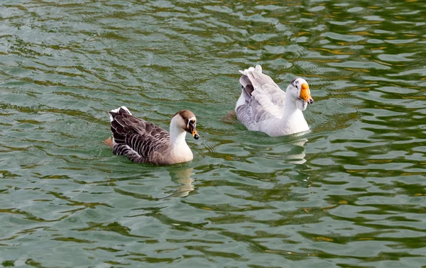 Ente auf dem See im Herbst — Stockfoto