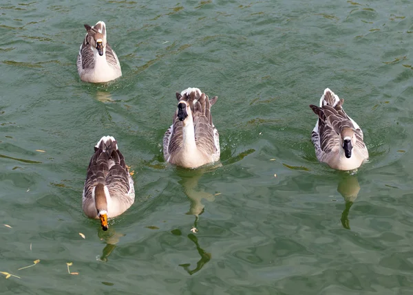 Um bando de patos no lago no outono — Fotografia de Stock