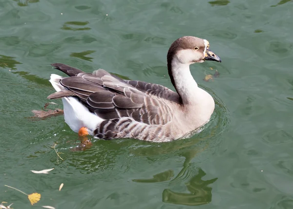 Anatra sul lago in autunno — Foto Stock