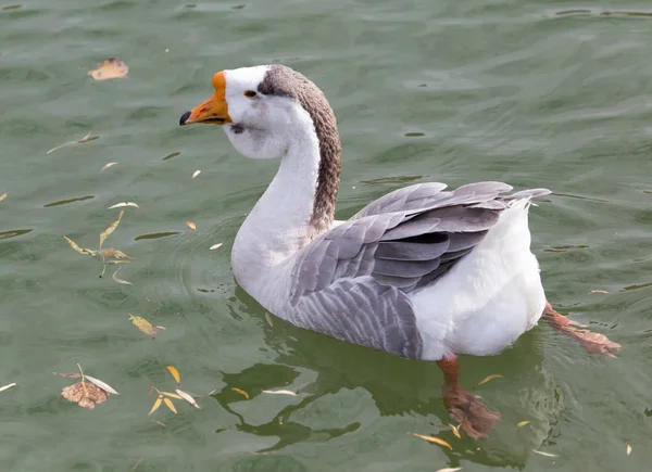秋天鸭子在湖 — 图库照片