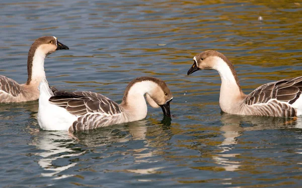 Eine Herde Enten auf dem See im Herbst — Stockfoto