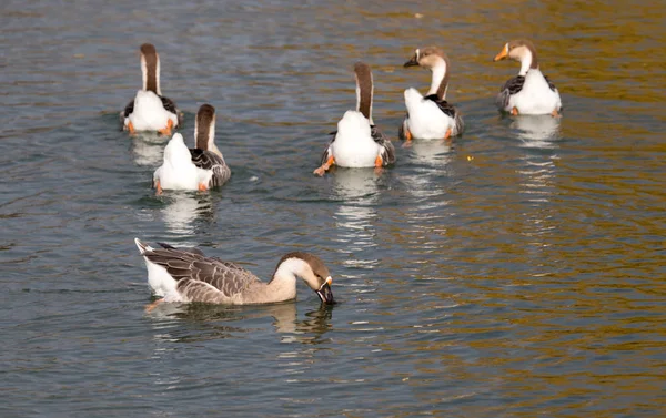 A flock of ducks on the lake in autumn — Stock Photo, Image