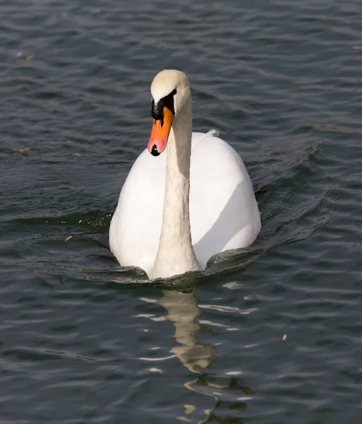 Cisne branco no lago no outono — Fotografia de Stock