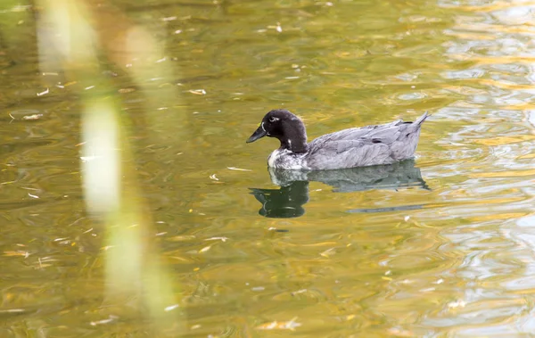 Ente auf dem See im Herbst — Stockfoto