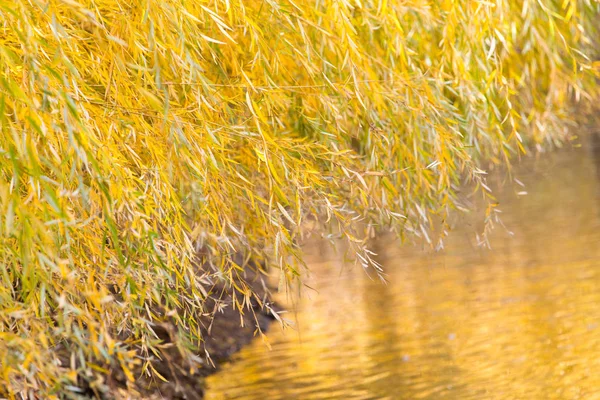 Yellow willow outdoors in autumn — Stock Photo, Image