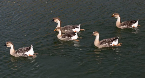 Um bando de patos no lago no outono — Fotografia de Stock