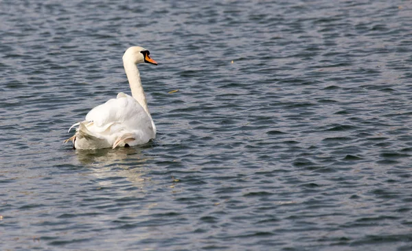 Cisne branco no lago no outono — Fotografia de Stock