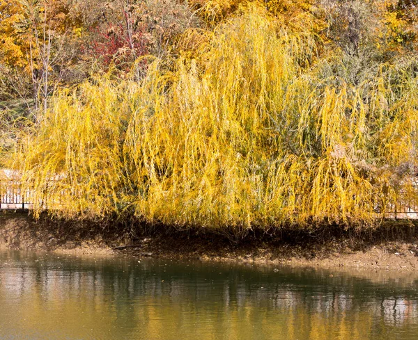 Yellow willow outdoors in autumn — Stock Photo, Image