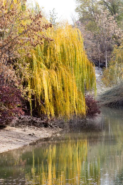 Yellow willow outdoors in autumn — Stock Photo, Image