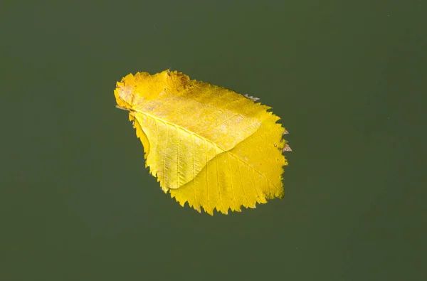 Folhas amarelas na superfície da água no outono — Fotografia de Stock