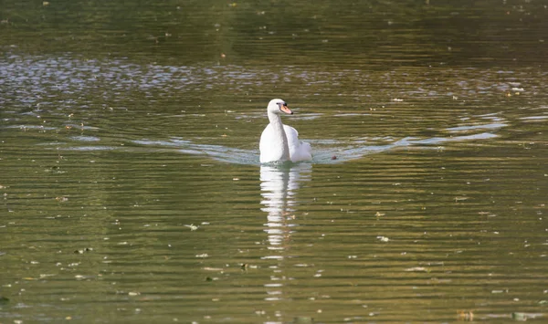 Cisne branco no lago no outono — Fotografia de Stock