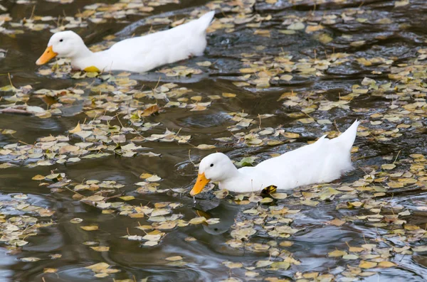 Weiße Ente im Herbst auf dem See — Stockfoto