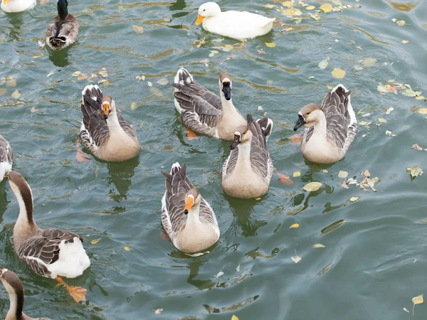 Um bando de patos no lago no outono — Fotografia de Stock