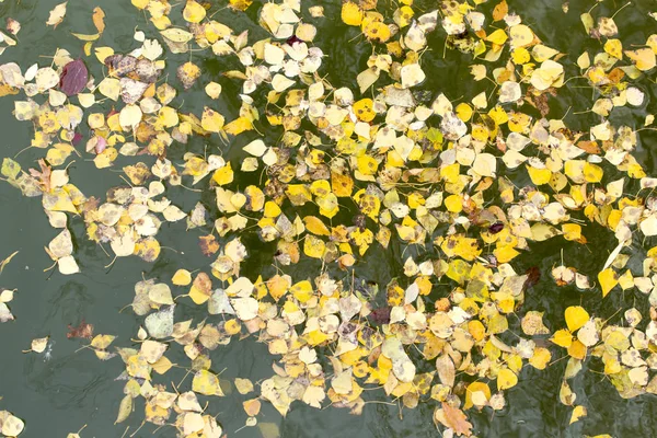 Yellow leaves on the surface of the water in the fall — Stock Photo, Image