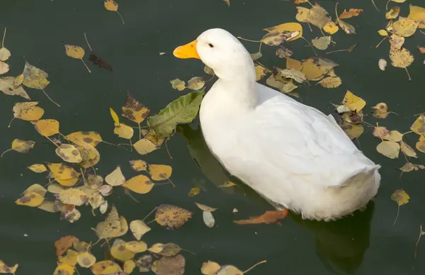 Bílá kachna na jezeře na podzim — Stock fotografie