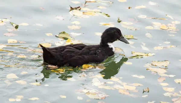 Kachna na podzim na jezeře — Stock fotografie