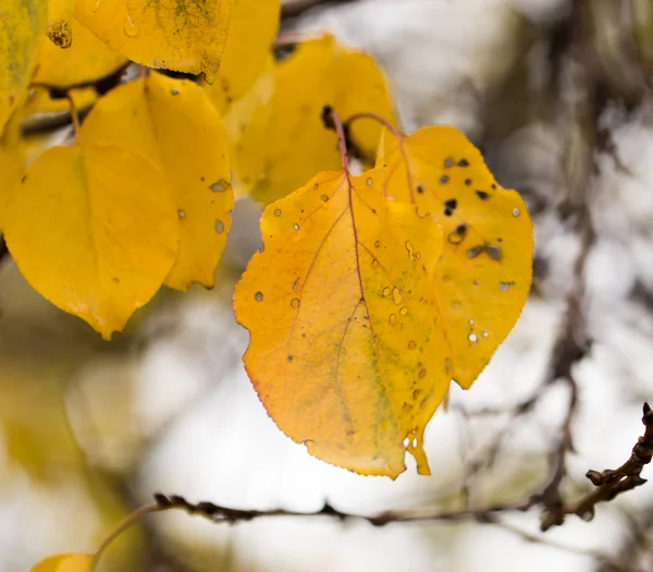 Žluté listy na podzimní příroda — Stock fotografie
