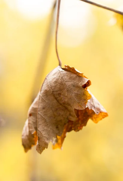 Hojas amarillas en la naturaleza otoñal —  Fotos de Stock