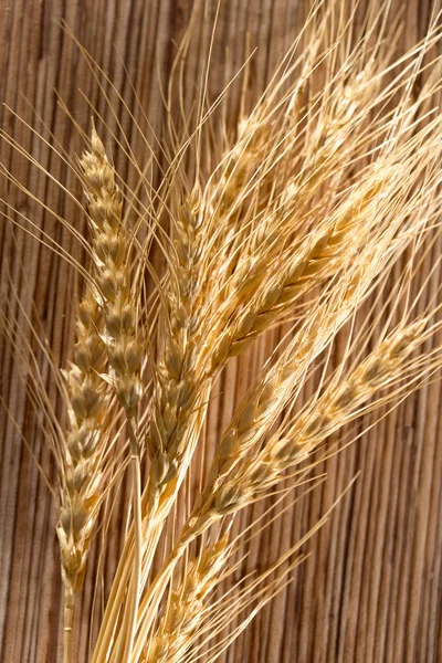 Buğday kulaklar. Makro — Stok fotoğraf