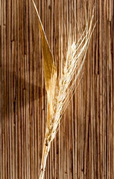 Spighe di grano. macro — Foto Stock
