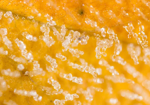 Yellow leaf with hoarfrost. macro — Stock Photo, Image