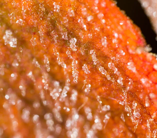 Feuille rouge avec givre. macro — Photo