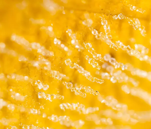 Feuille jaune avec givre. macro — Photo