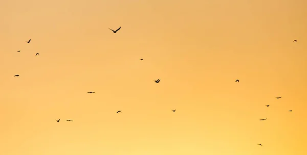 Зграя птахів на заході сонця — стокове фото