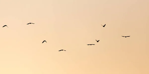 해질 녘에 새 떼를 지어 — 스톡 사진