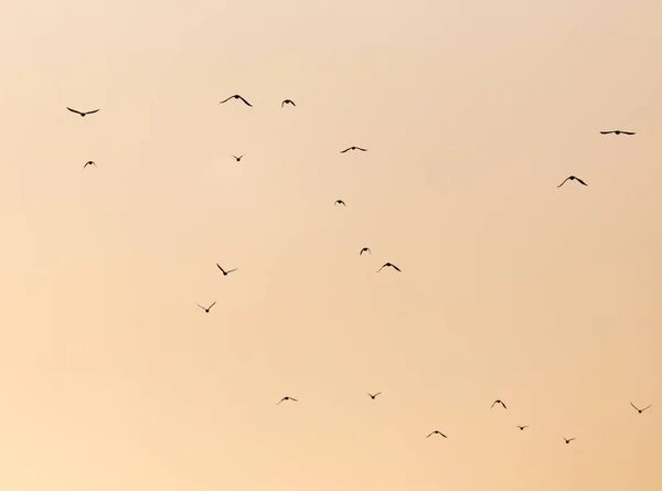 Ein Schwarm Vögel bei Sonnenuntergang — Stockfoto