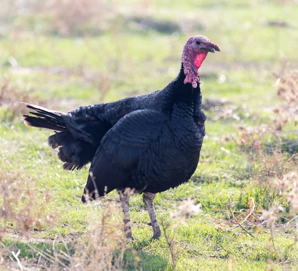 Truthahn auf einem Bauernhof im Freien — Stockfoto