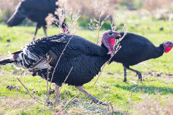 Farm turkeys outdoors — Stock Photo, Image