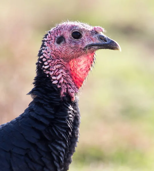 Un pavo en una granja al aire libre — Foto de Stock