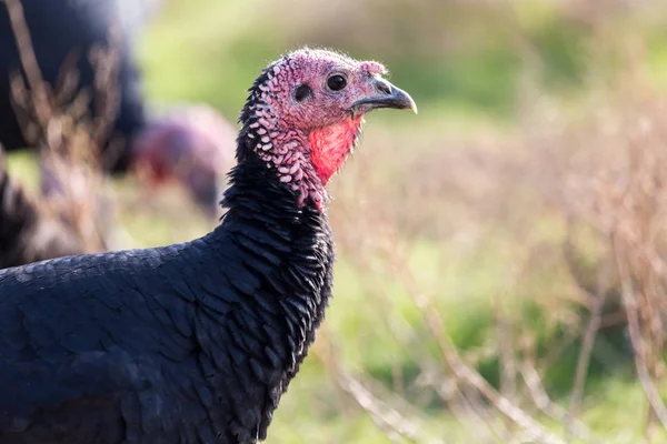 Un pavo en una granja al aire libre — Foto de Stock