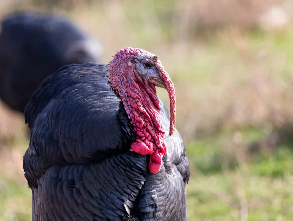 Een Turkije op een boerderij buiten — Stockfoto