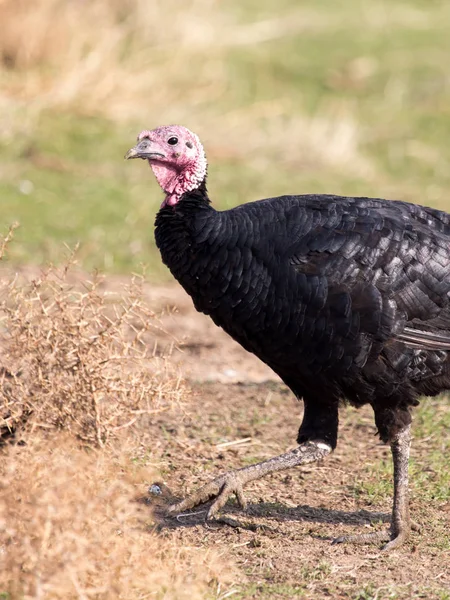 A turkey on a farm outdoors — Stock Photo, Image