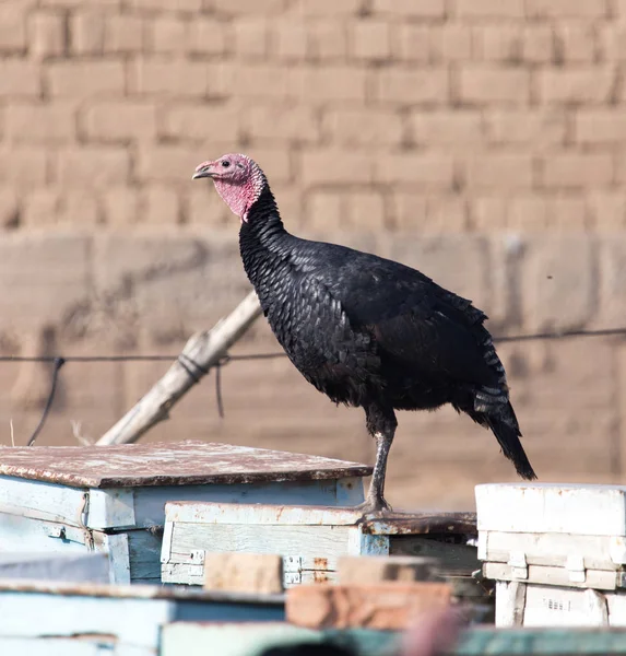 Turkey on a farm — Stock Photo, Image