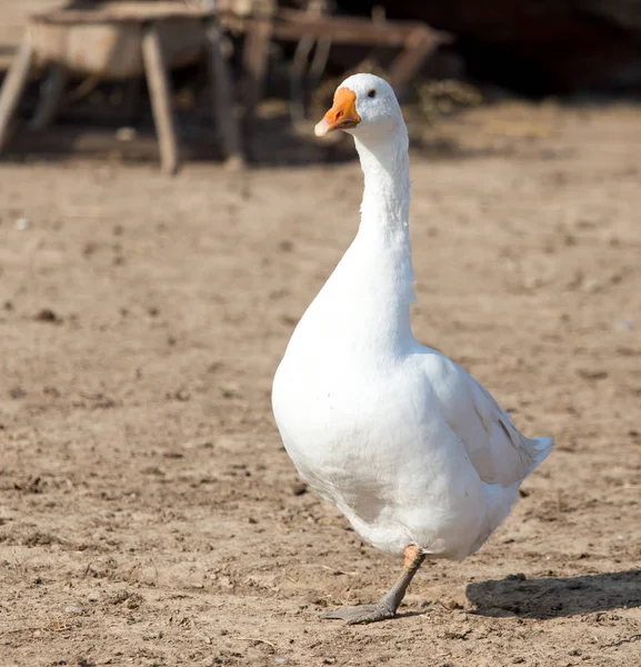 Goose on the nature — Stock Photo, Image