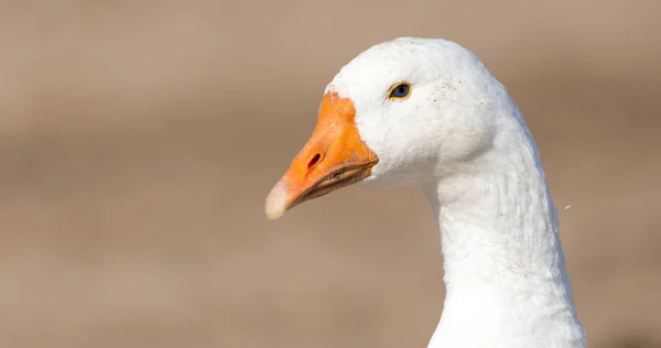 Goose on the nature — Stock Photo, Image