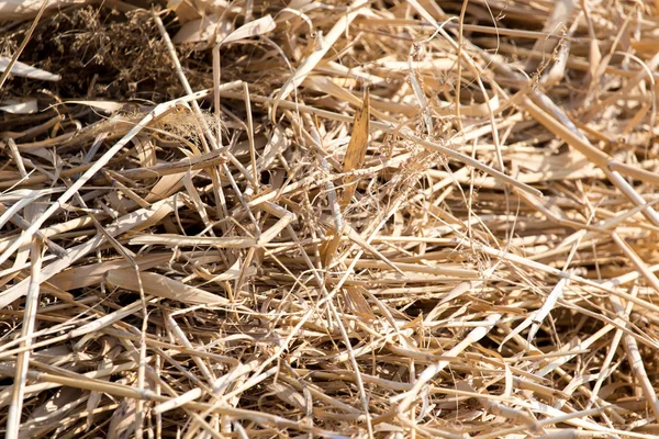 Сухое сено в качестве фона — стоковое фото