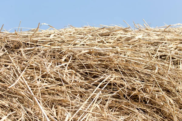 Dry hay on the background of the sky — Stock Photo, Image