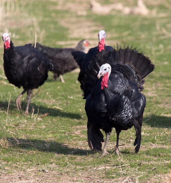 Farm turkeys outdoors — Stock Photo, Image